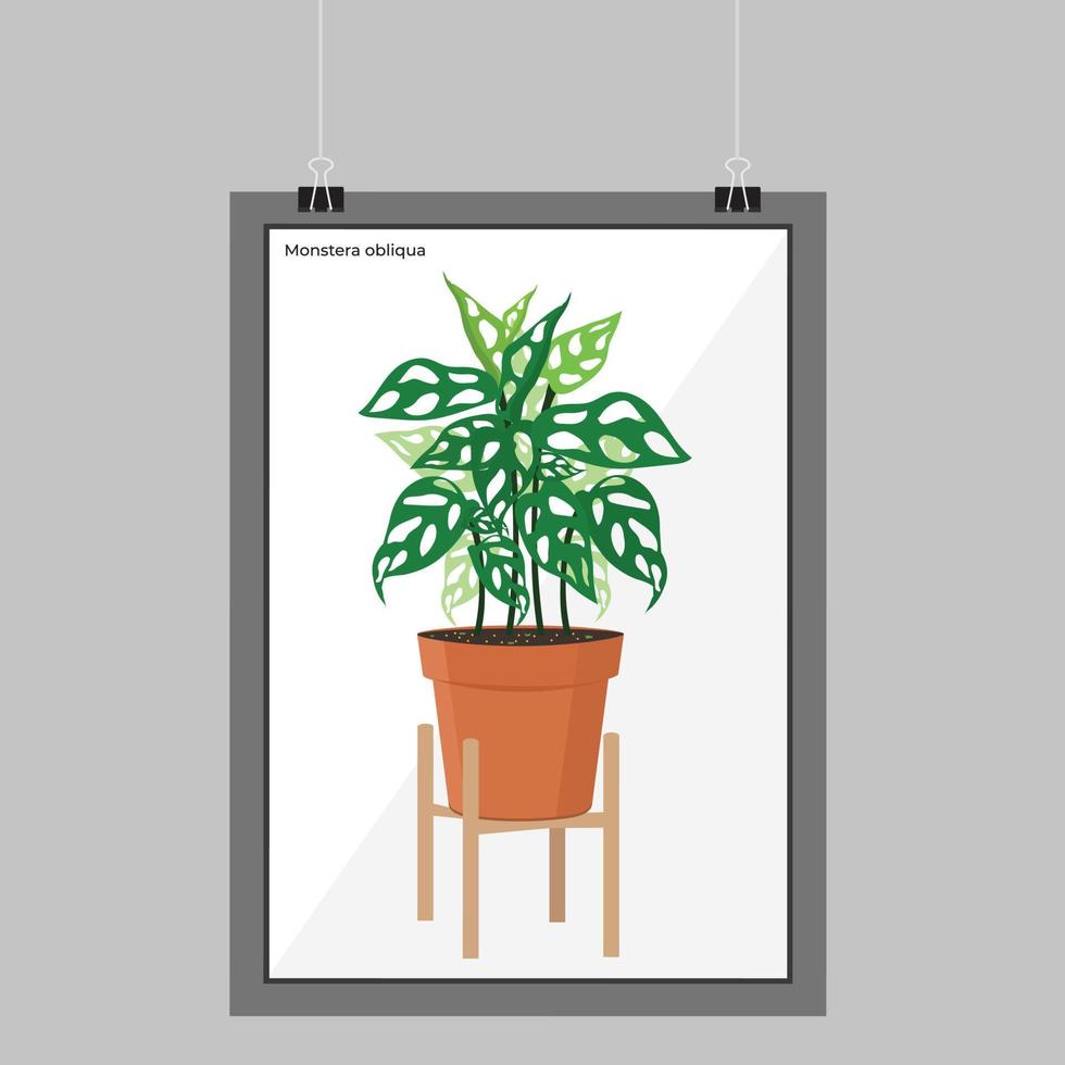 Hojas oblicuas de monstera o adansonii en el marco. estilo minimalista. árbol ornamental fondo de plantilla vector