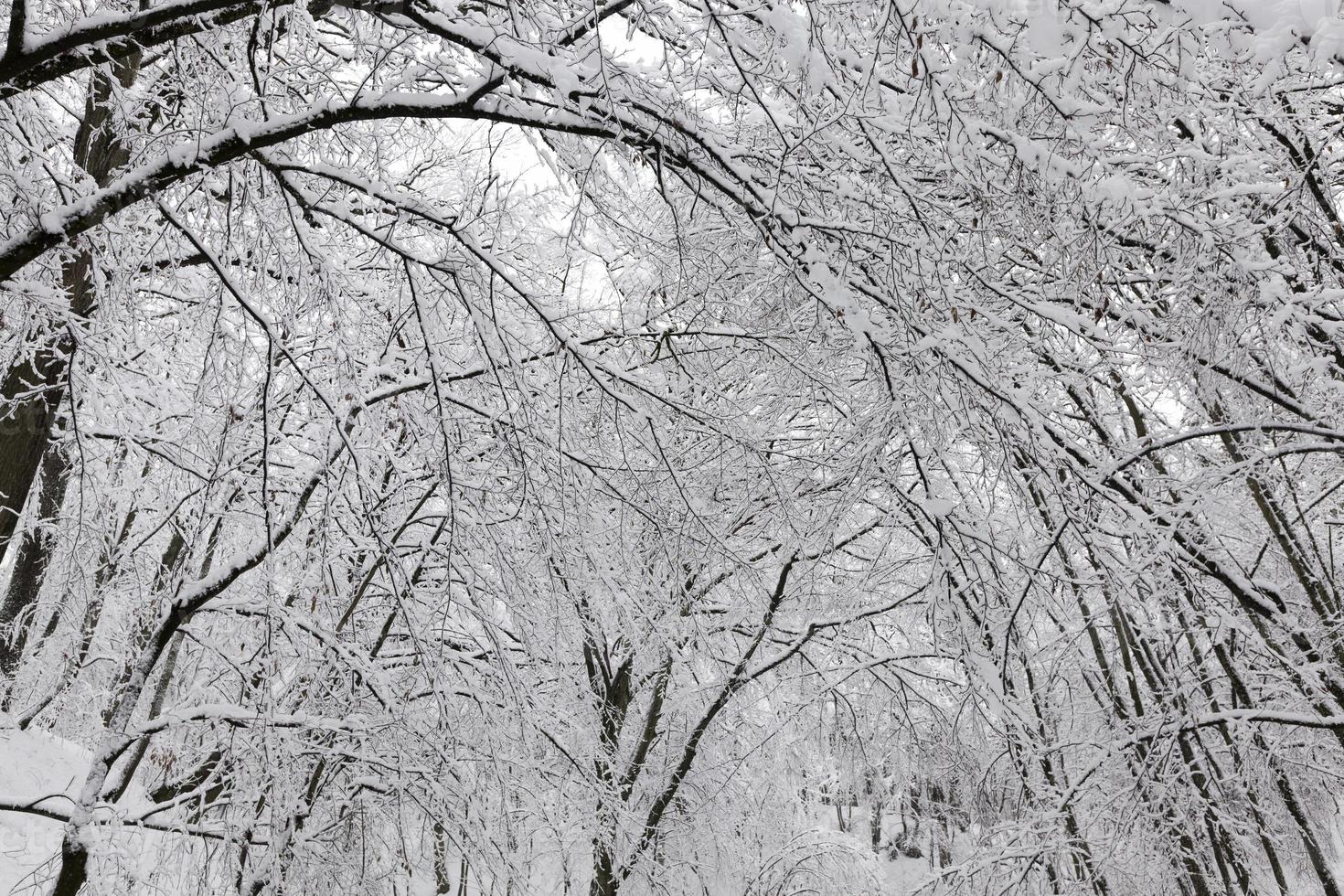 winter forest with trees without foliage photo