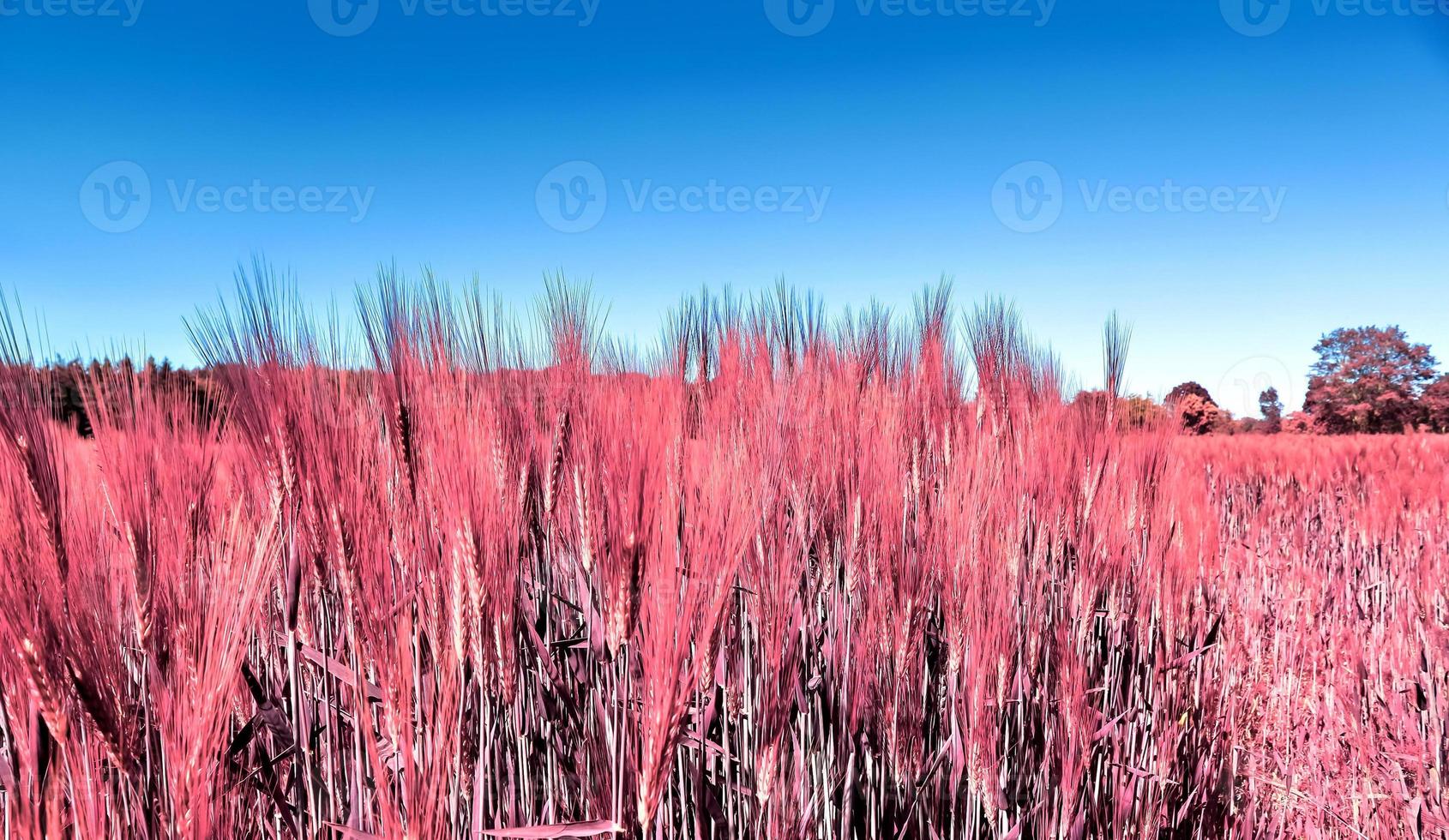 Infrared view on agricultural crop and wheat fields ready for harvesting photo