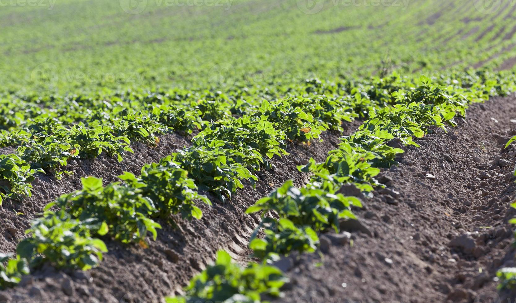 Agriculture. Green potatoes photo