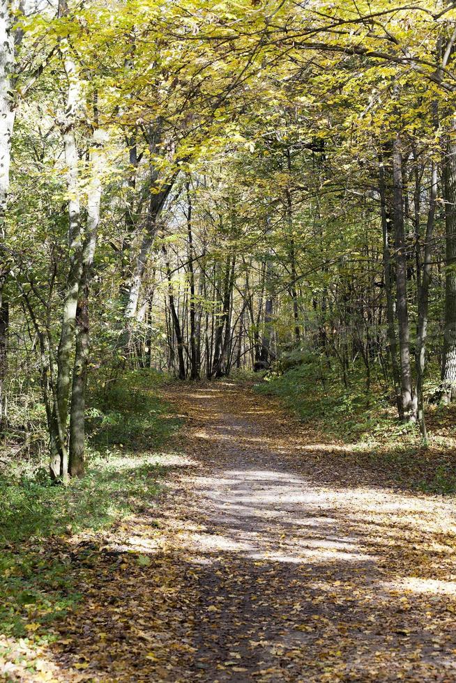 the autumn wood photo