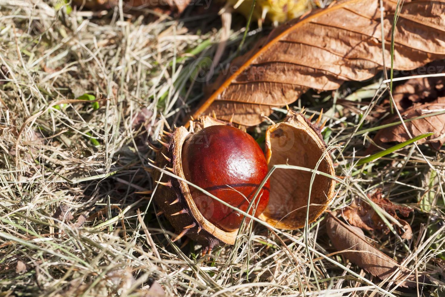 deciduous trees chestnut in the forest photo