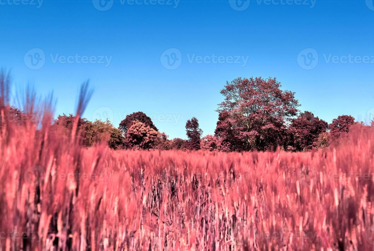 Infrared view on agricultural crop and wheat fields ready for harvesting photo