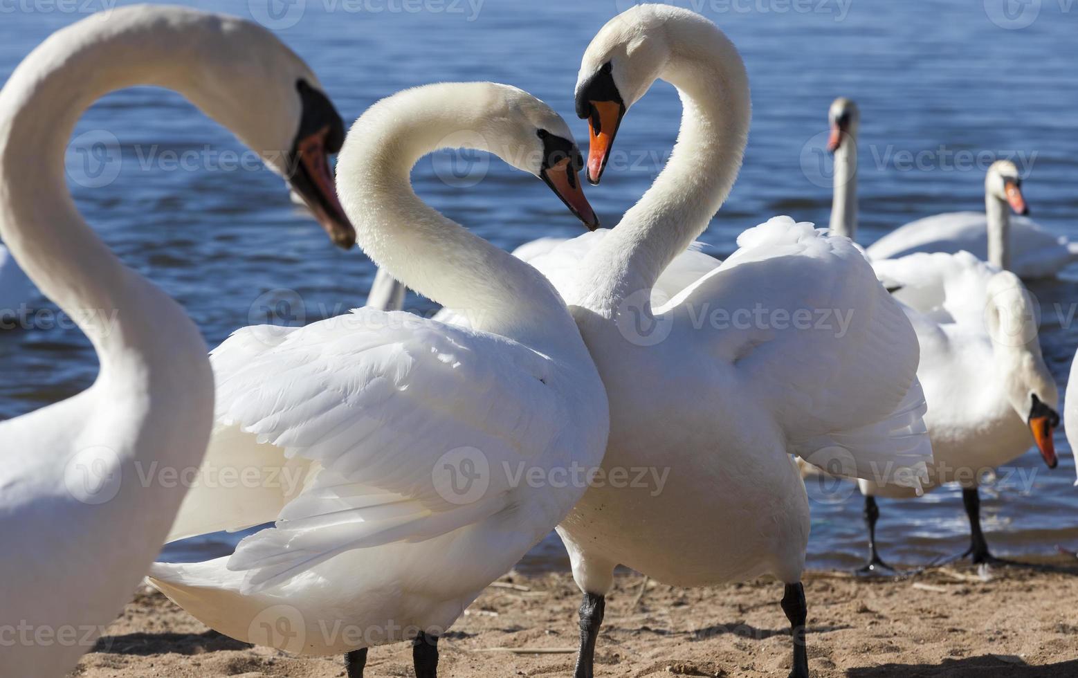 swans in spring, come ashore photo