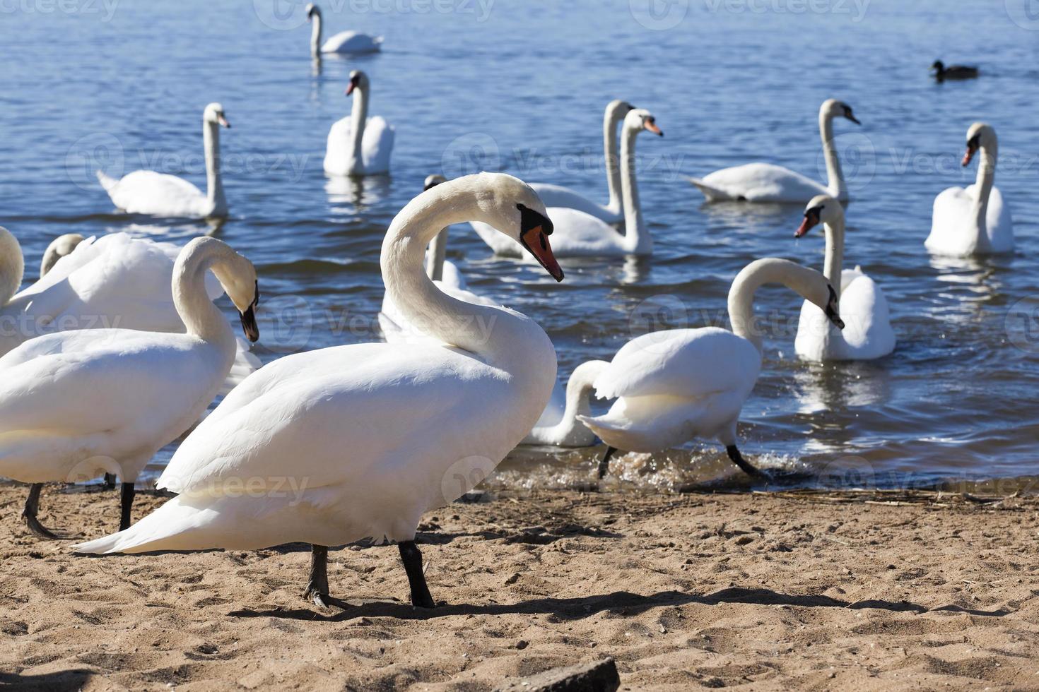 white Swan floating on the lake photo