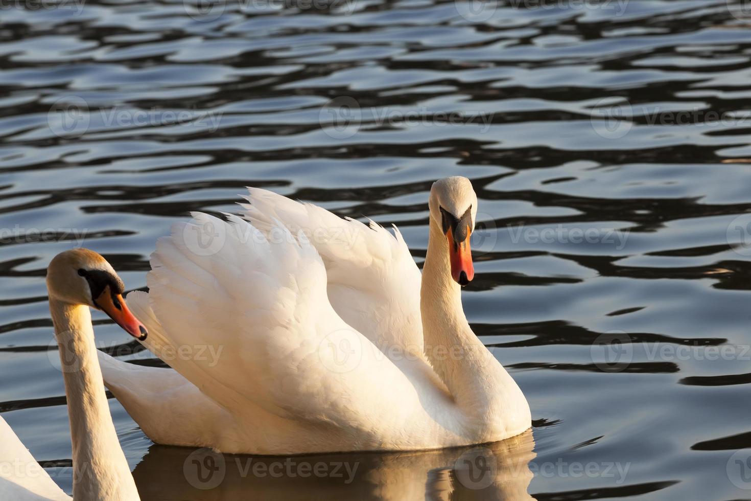 white Swan floating in the wild photo