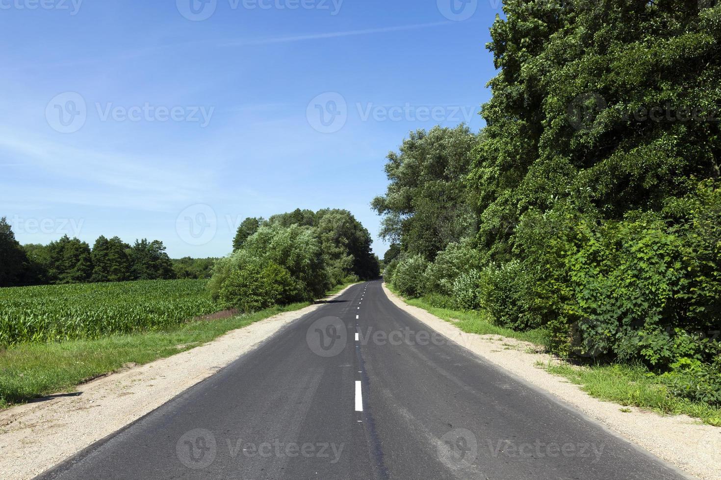 carretera asfaltada, bosque foto