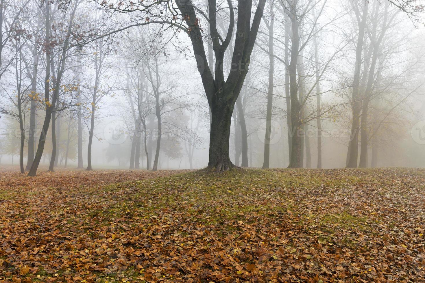 parque de otoño, niebla foto