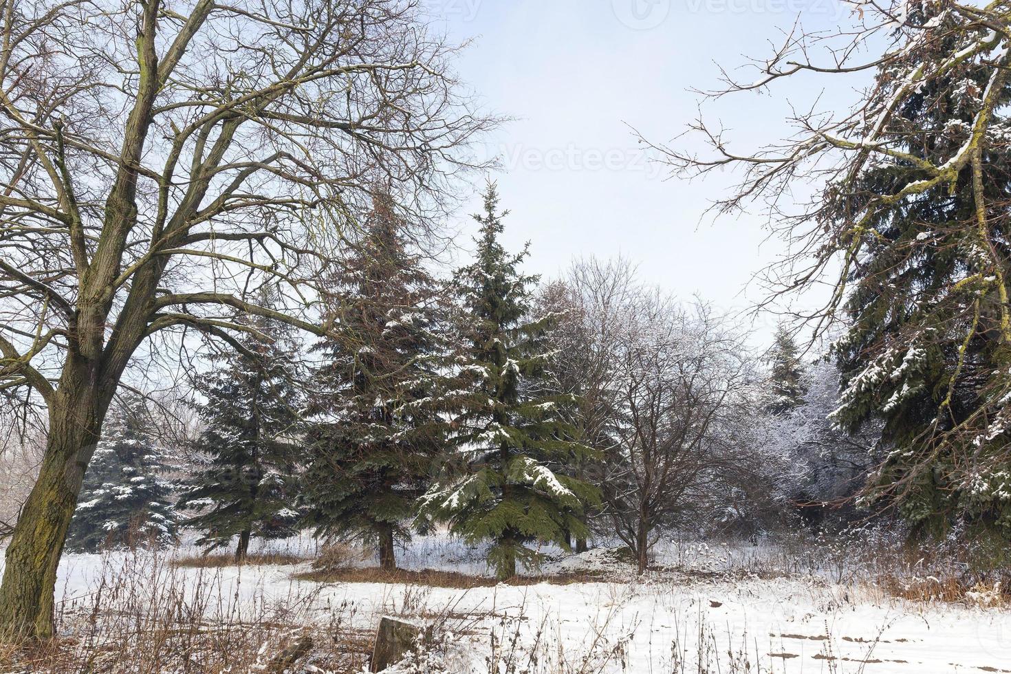 mixed forest, winter photo