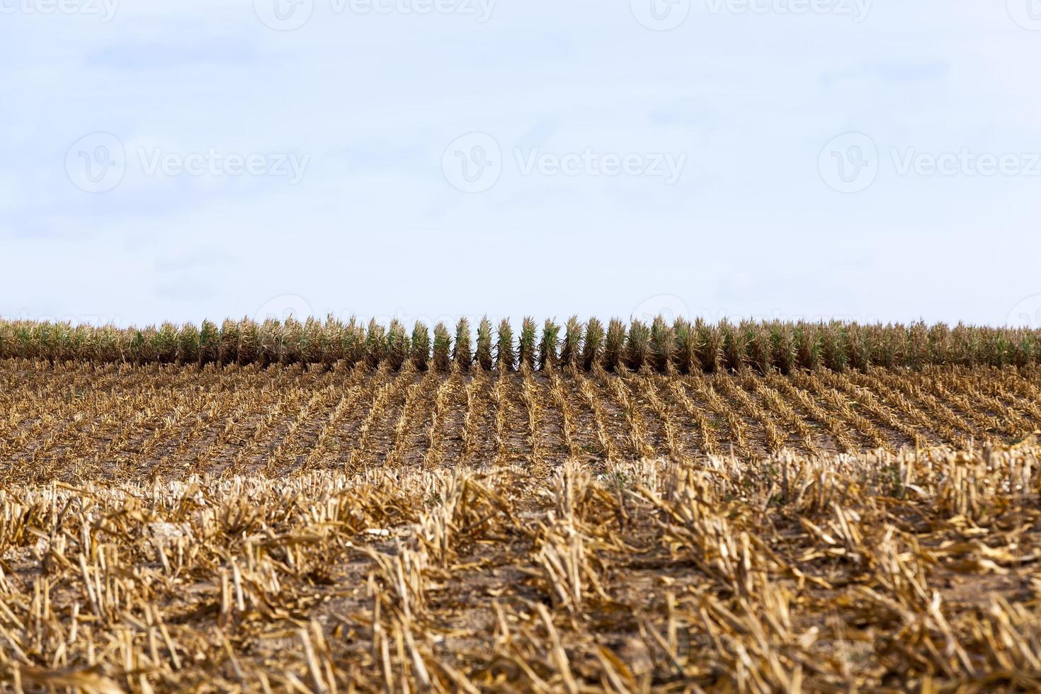 corn on an agricultural field photo