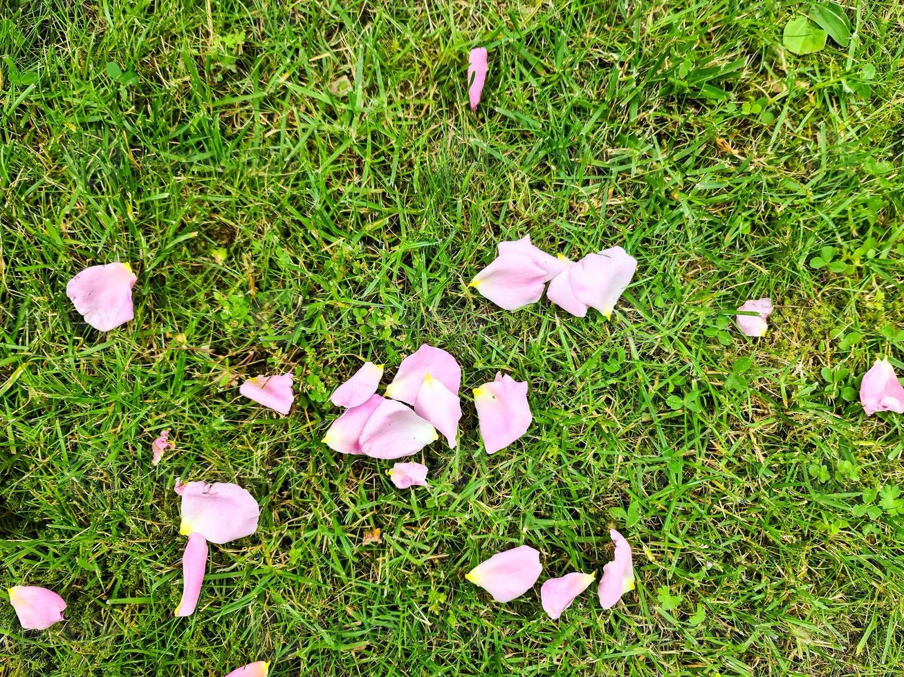 Grass surface with lots of pink rose petals photo