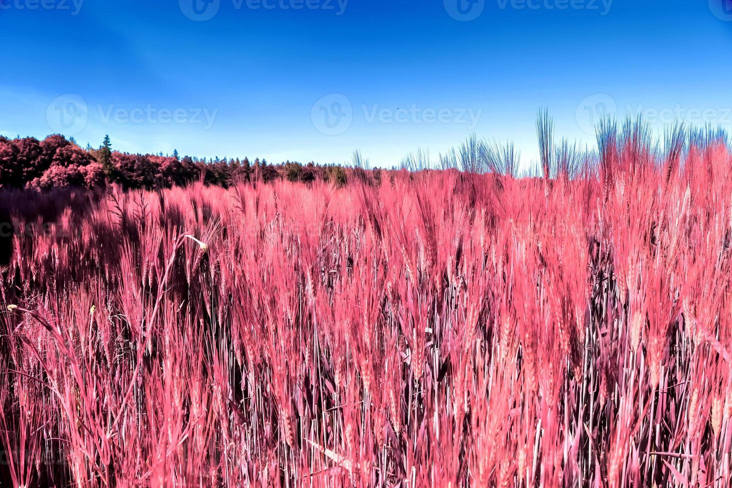 Infrared view on agricultural crop and wheat fields ready for harvesting photo