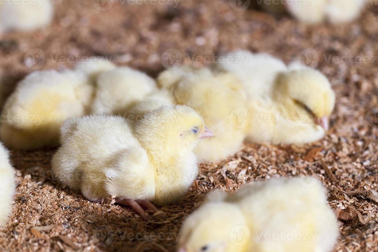 pollitos de pollo en una granja avícola foto