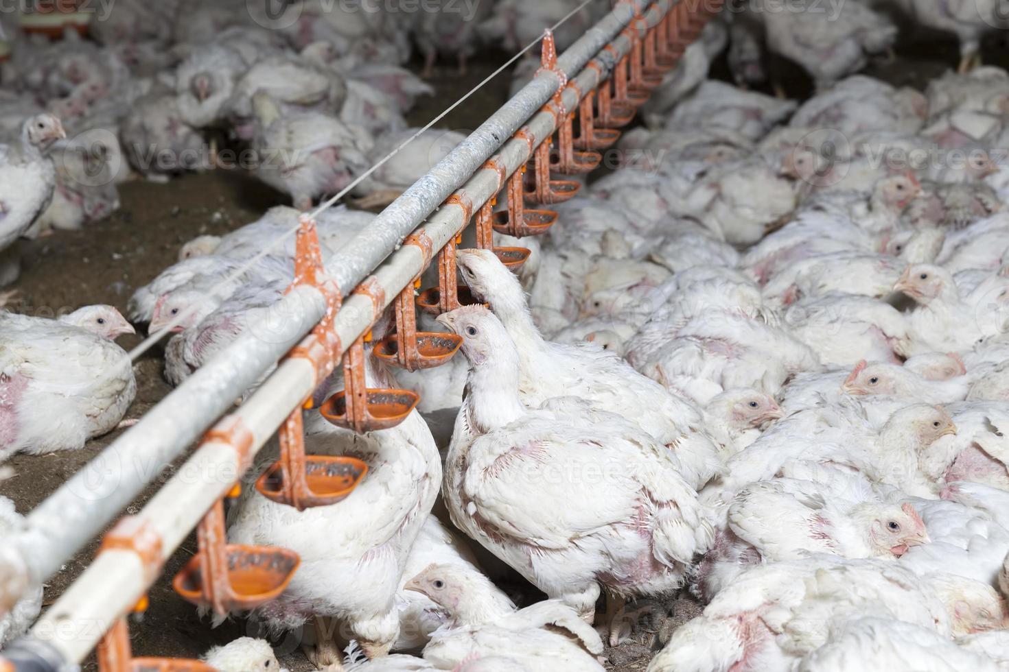 white meat chicken chicks at a poultry farm photo