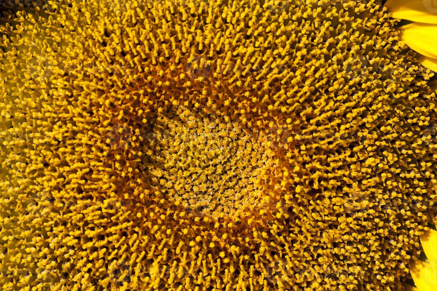 girasoles durante la floración en un clima soleado foto