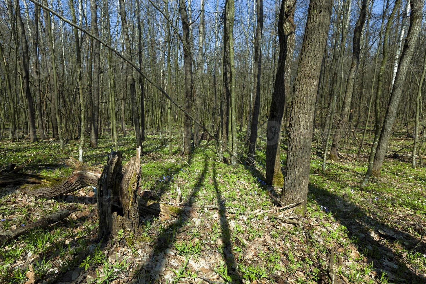 trees in spring photo