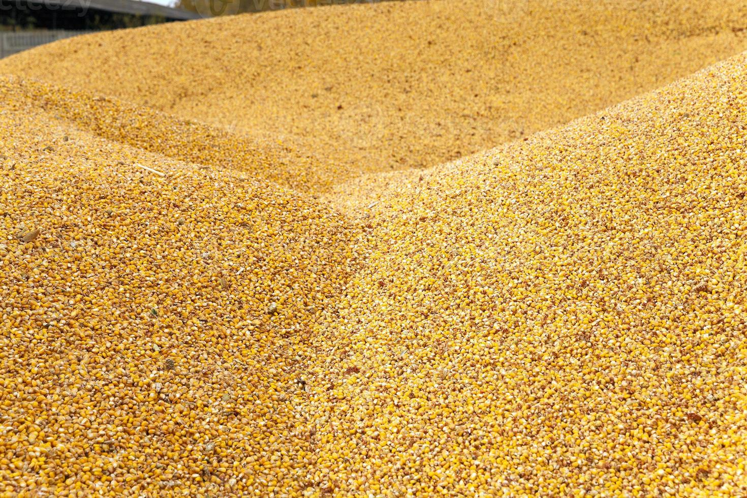 Corn seeds ,harvest photo