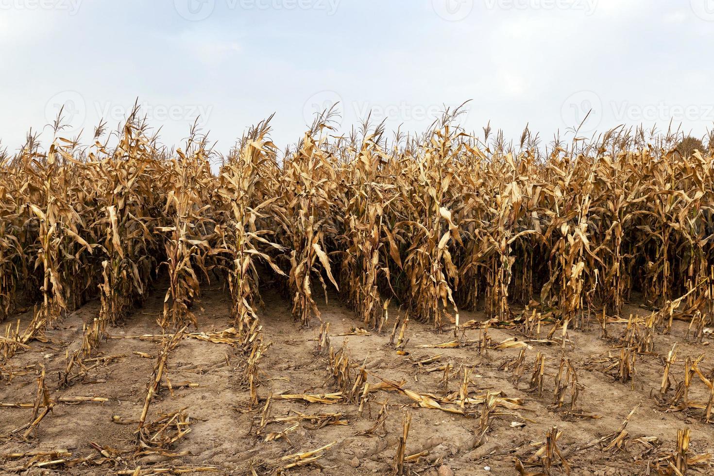 mature corn ,  autumn photo