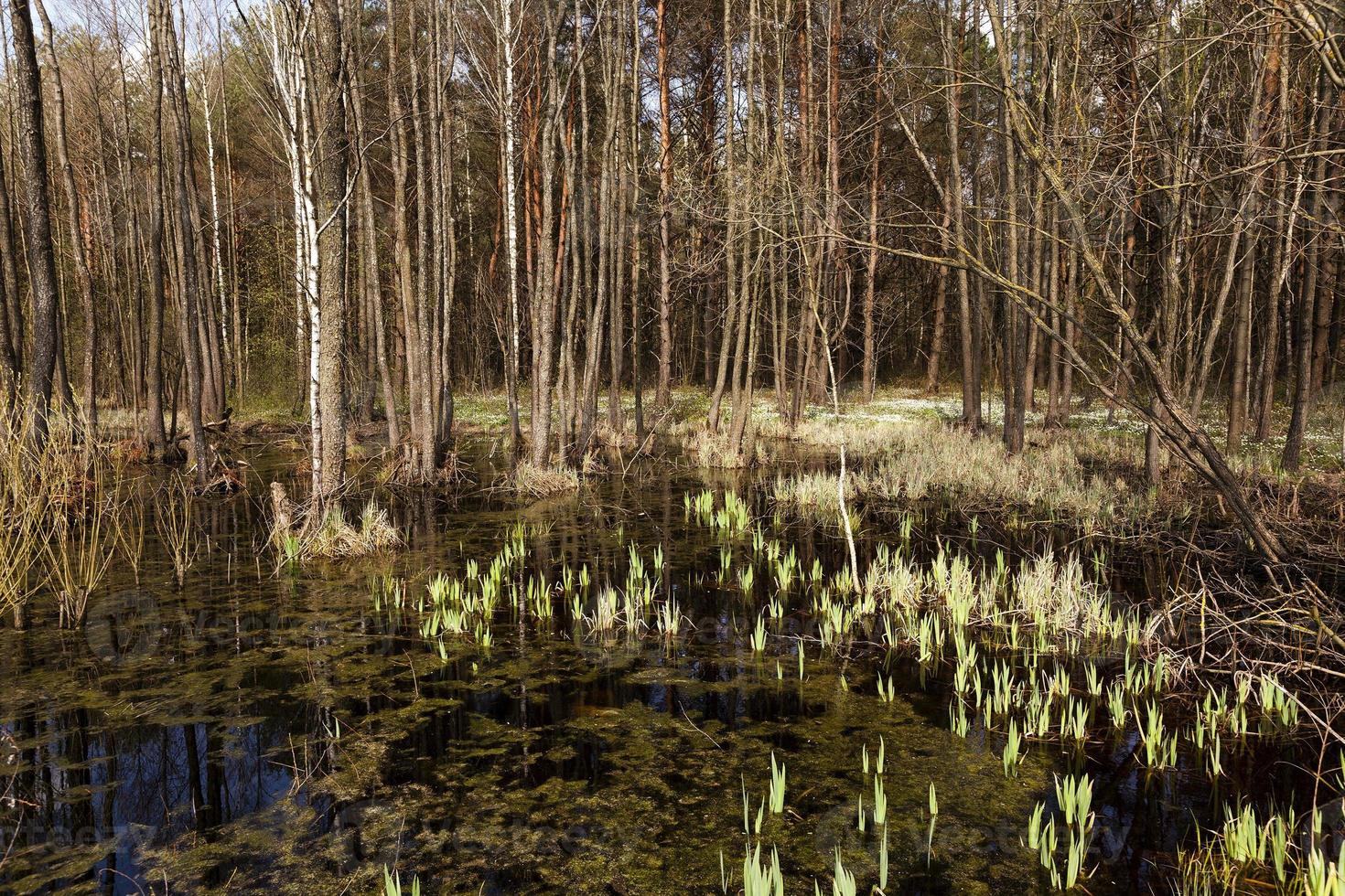trees in spring photo