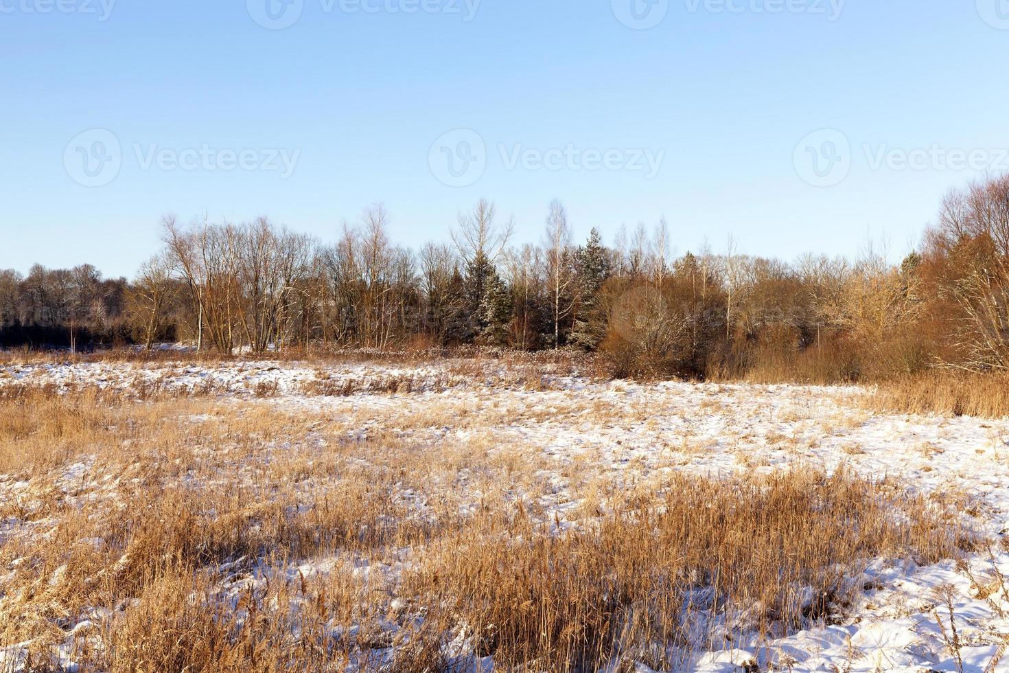 winter forest and field photo