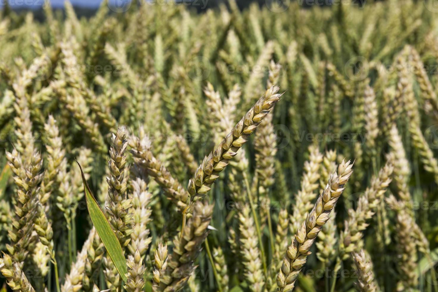la agricultura para el cultivo de trigo y la cosecha de cereales foto