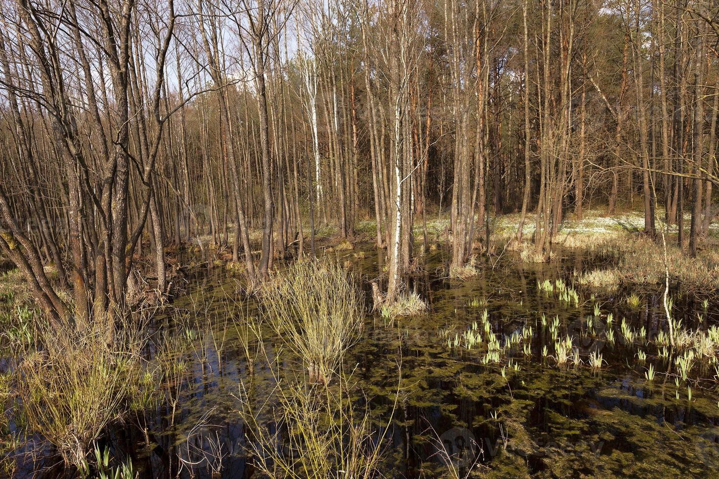 swamp spring , close-up photo