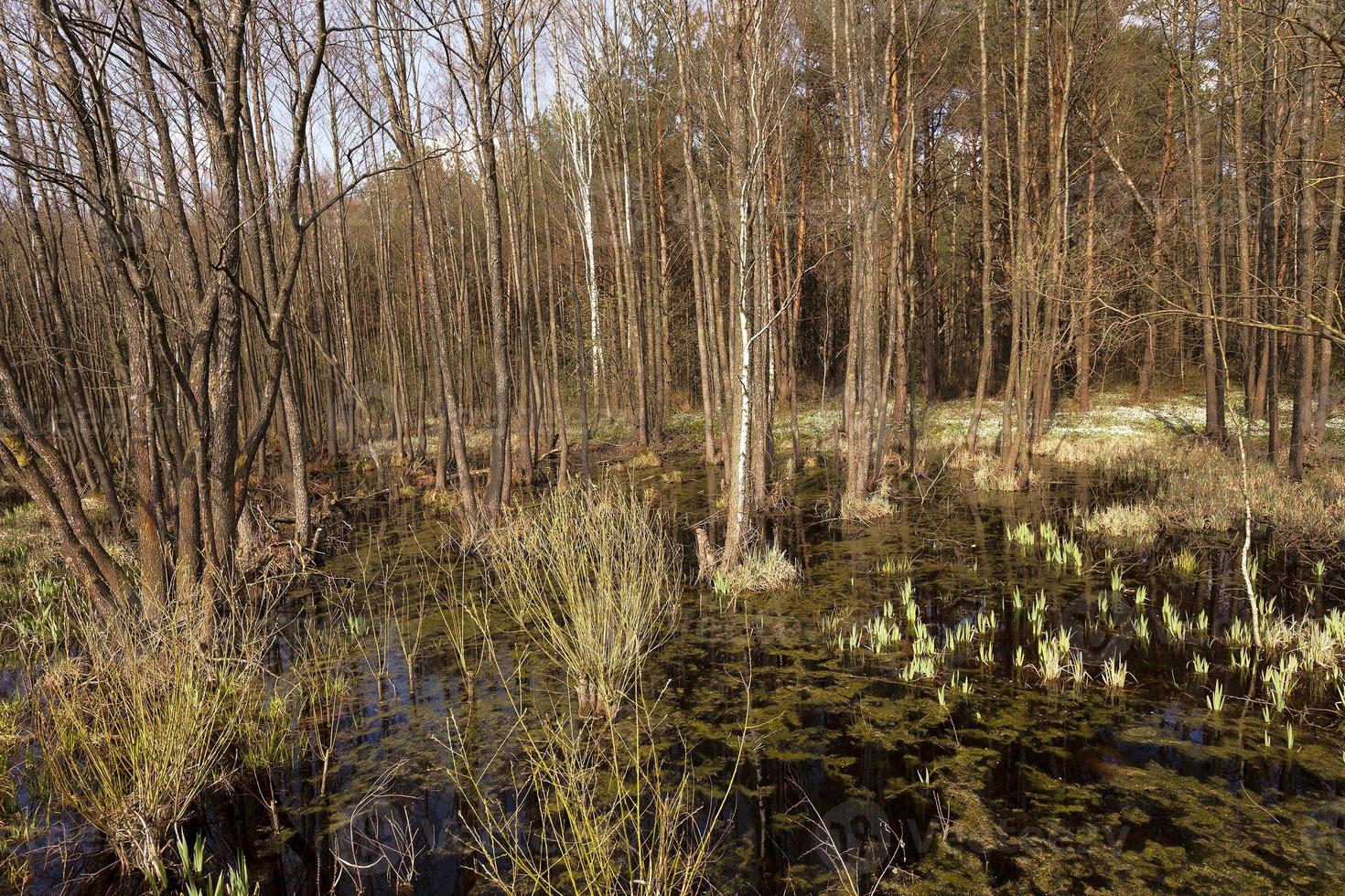 manantial de pantano, primer plano foto