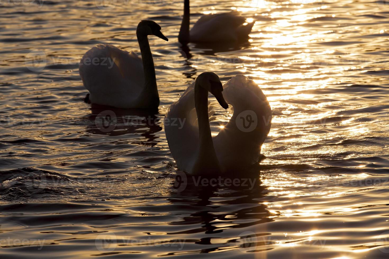 white Swan group photo