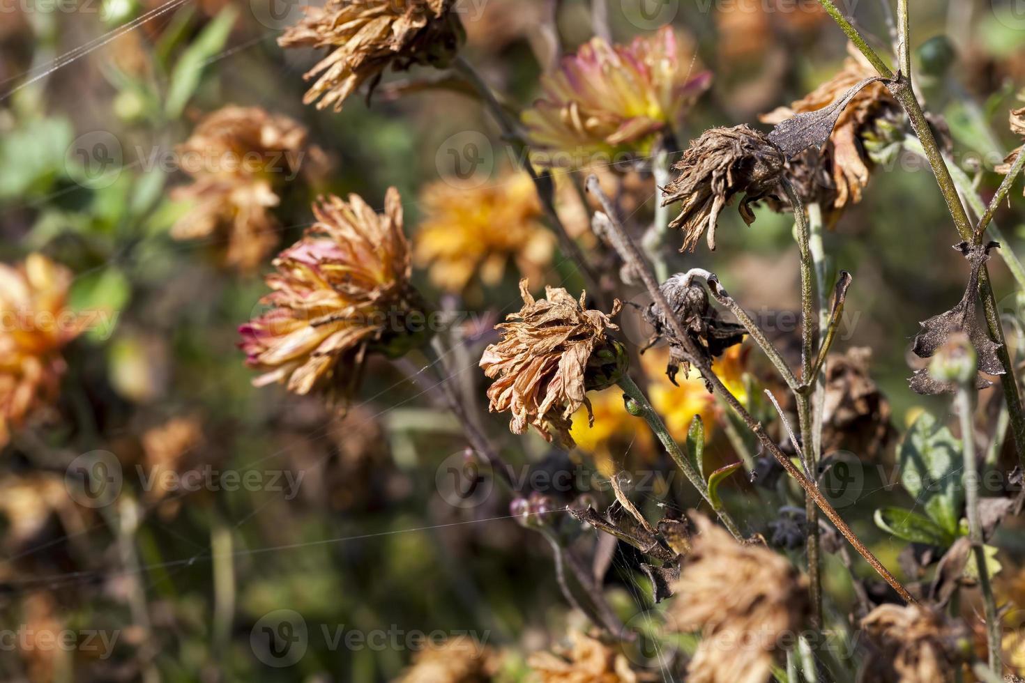 dried flowers in the autumn season photo