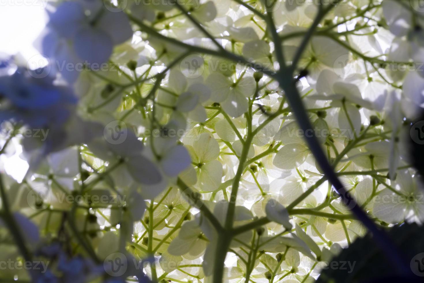 a large inflorescence of white flowers in the autumn season photo