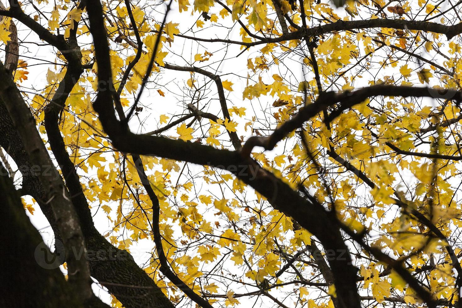 autumn season  forest photo