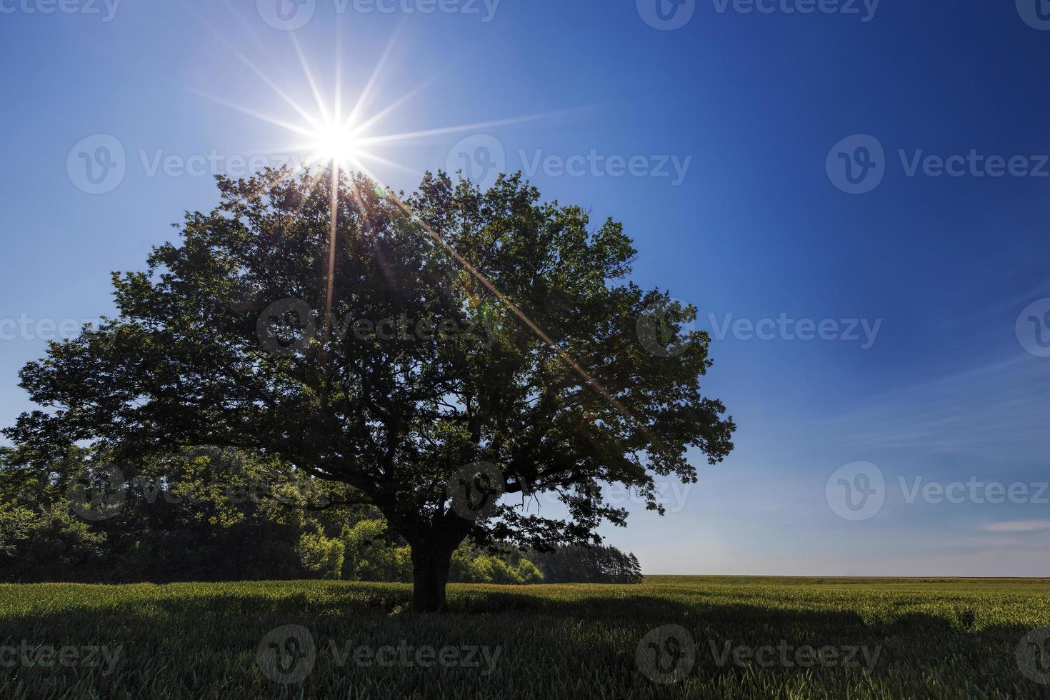 oak with green foliage in a field with green wheat photo