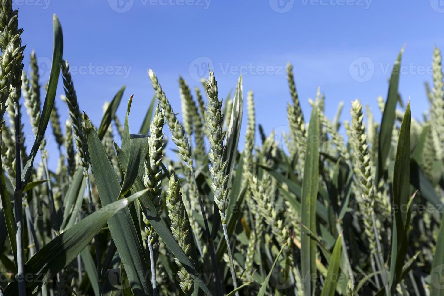 farming for growing wheat and harvesting grain photo