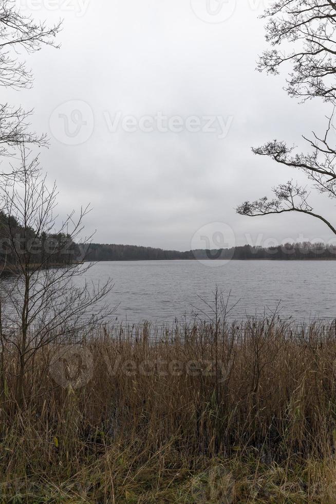 bare trees and dry grass photo