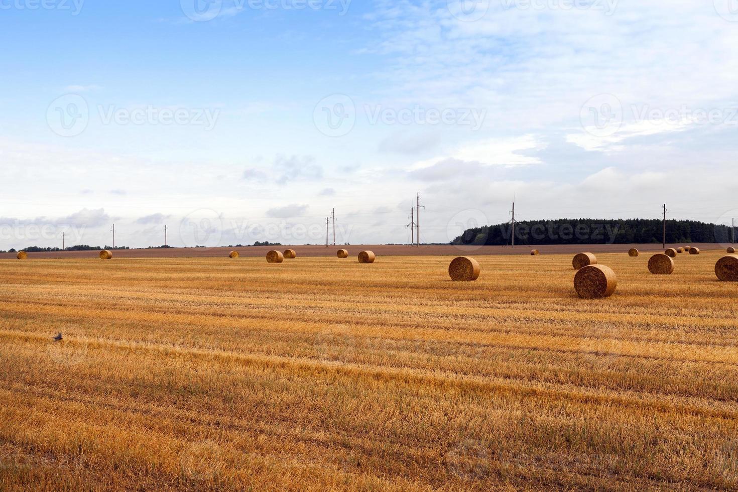 Hay field, summer 9405570 Stock Photo at Vecteezy