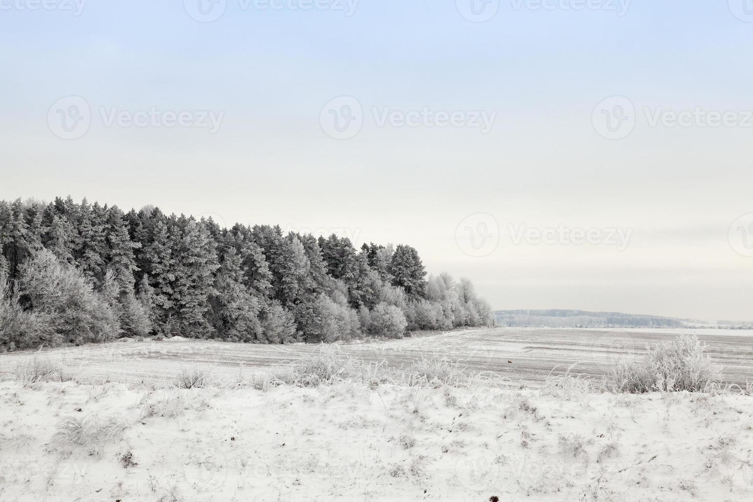 Snow drifts, field photo