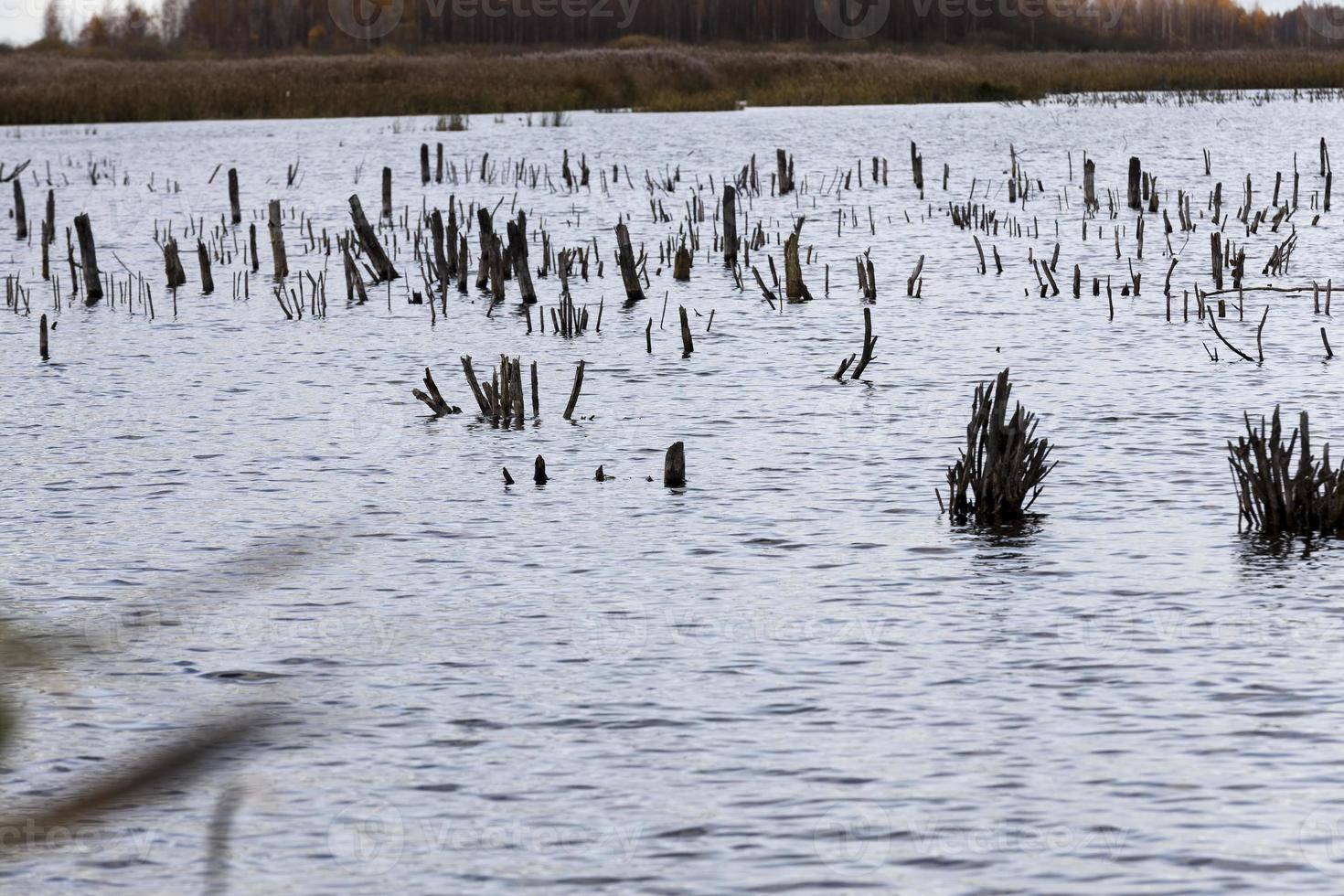 dry grass on the territory of the lake photo