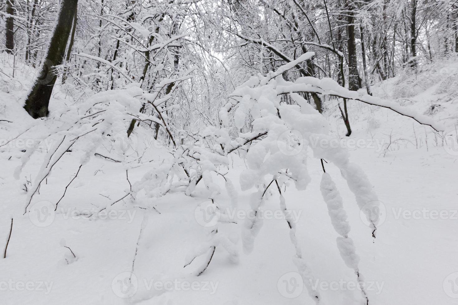 snow covered trees in winter photo