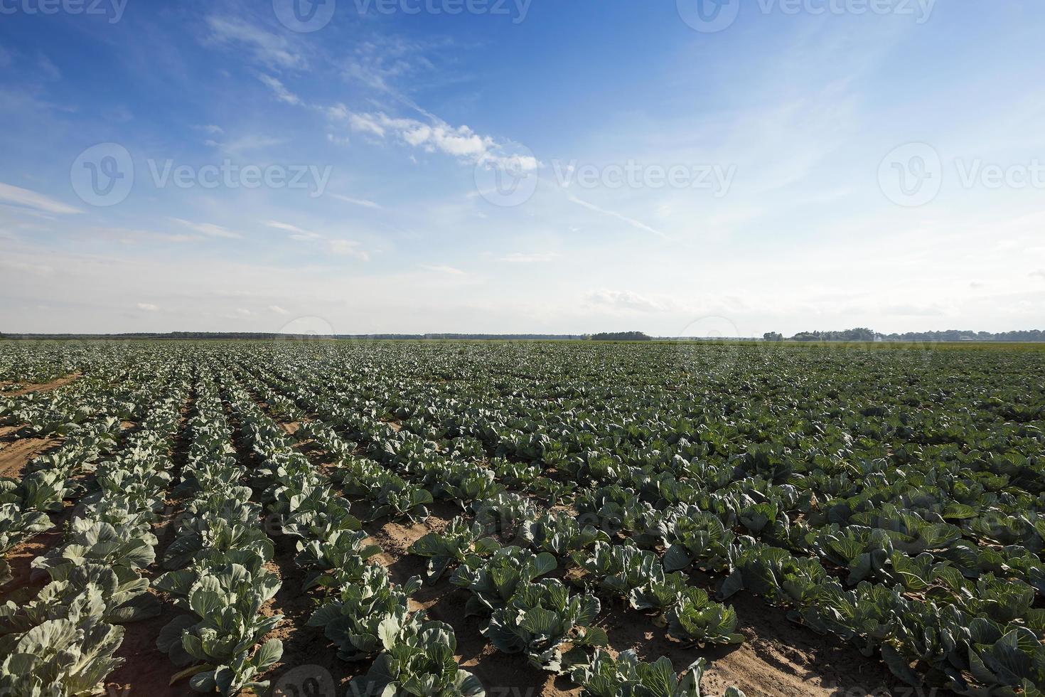 green cabbage in a field photo