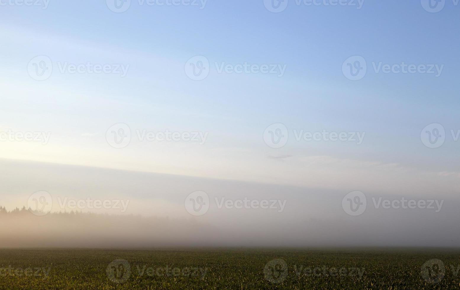 agricultural field, fog photo