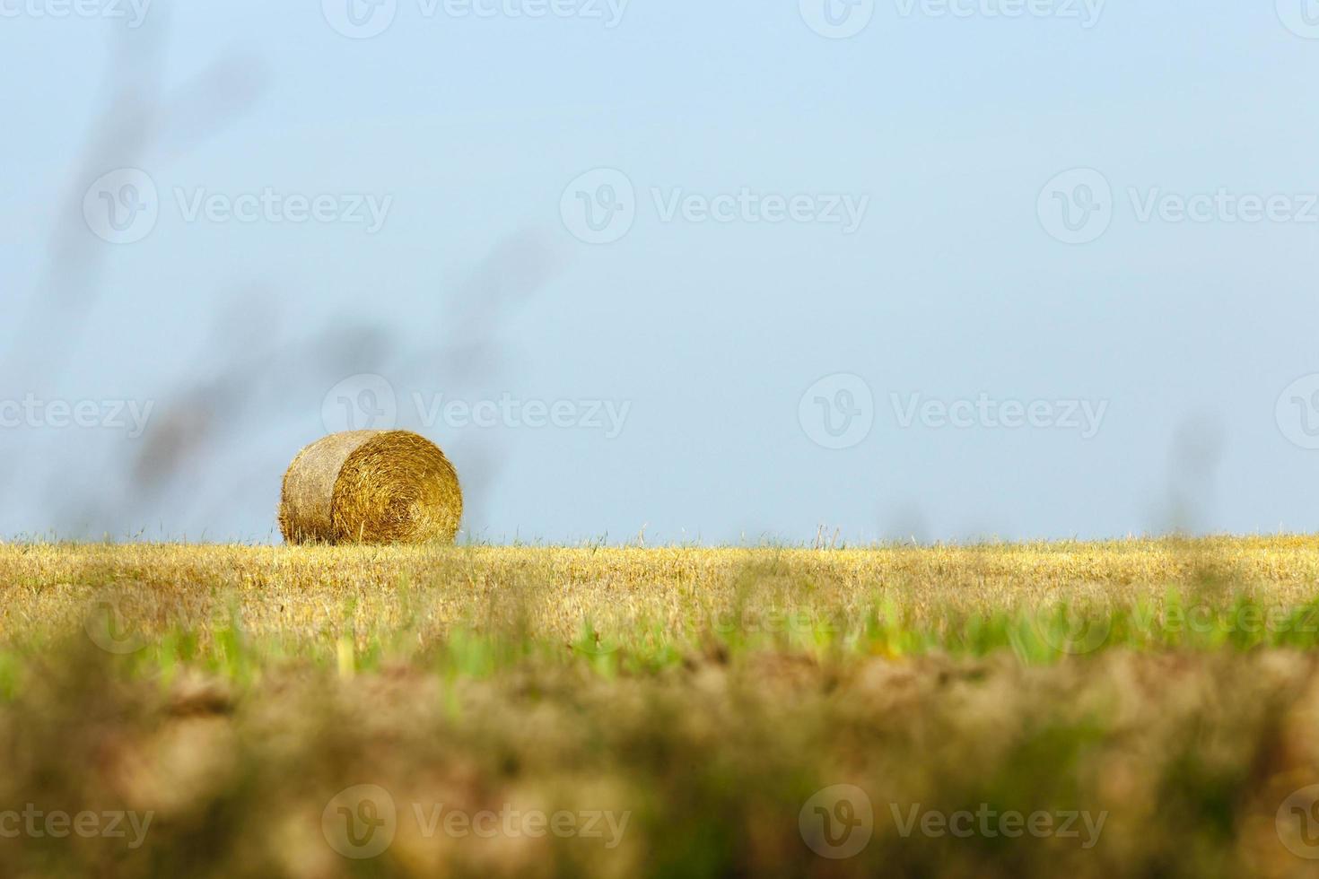 golden straw, field photo