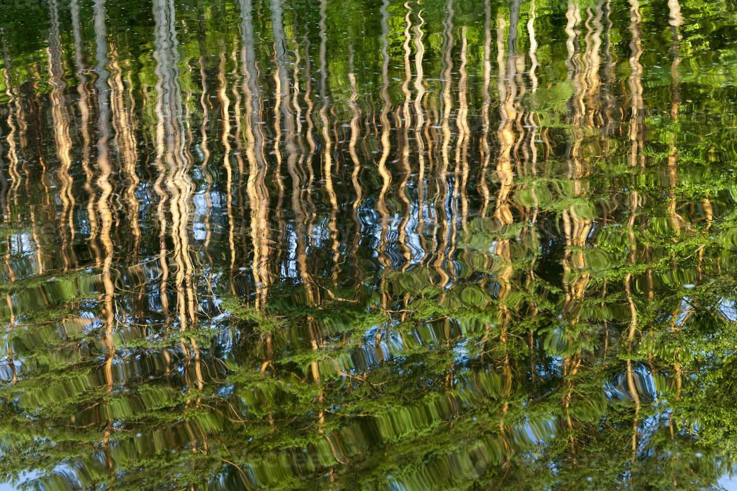 reflection wave pine photo