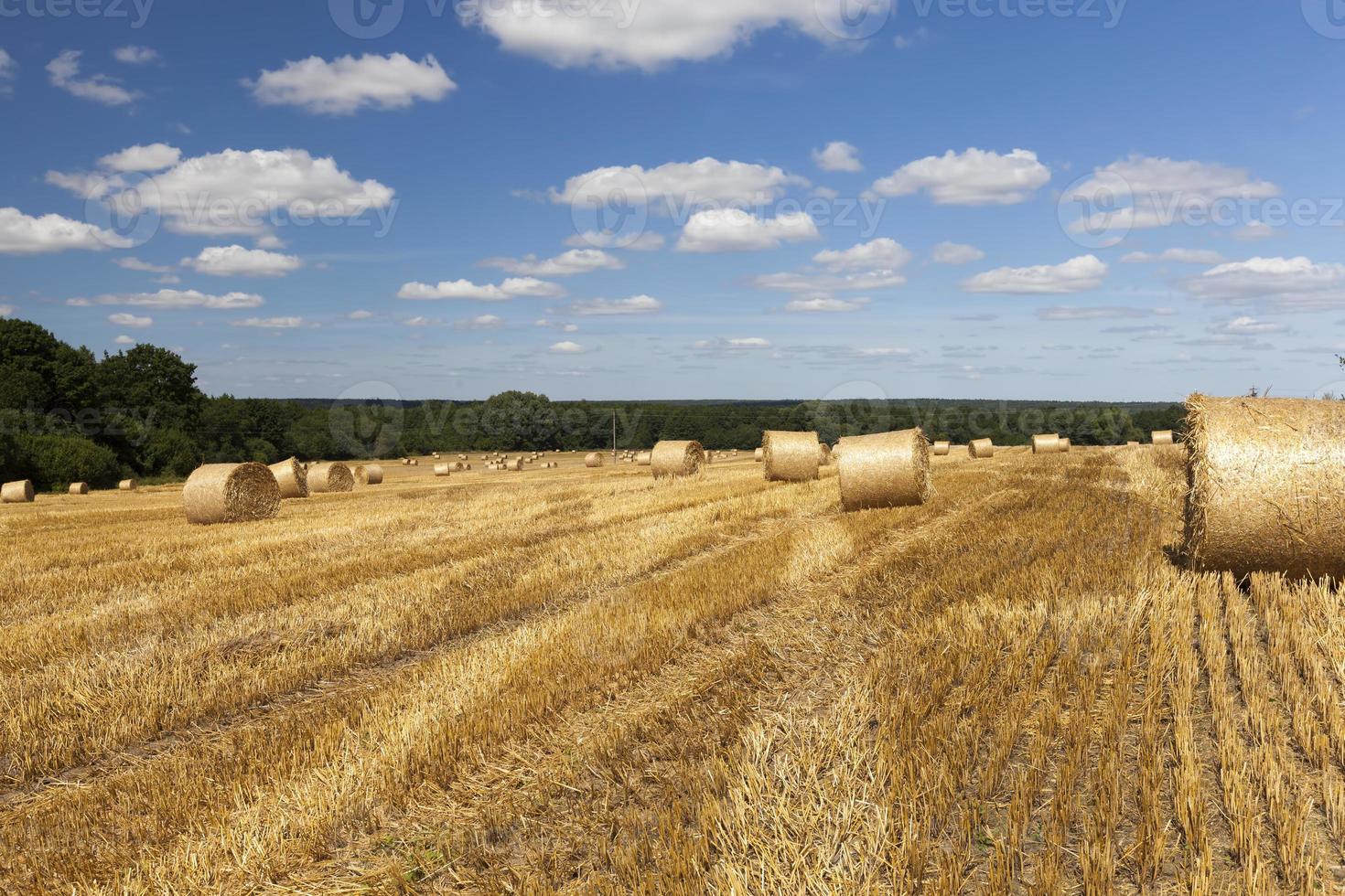 wheat straw is further used in agriculture, 9405762 Stock Photo at Vecteezy