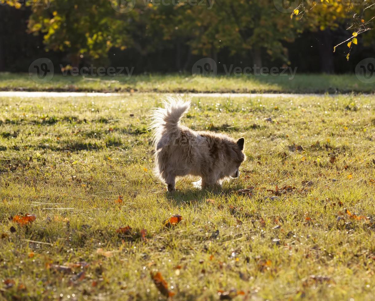 dog without an owner is dirty and homeless photo