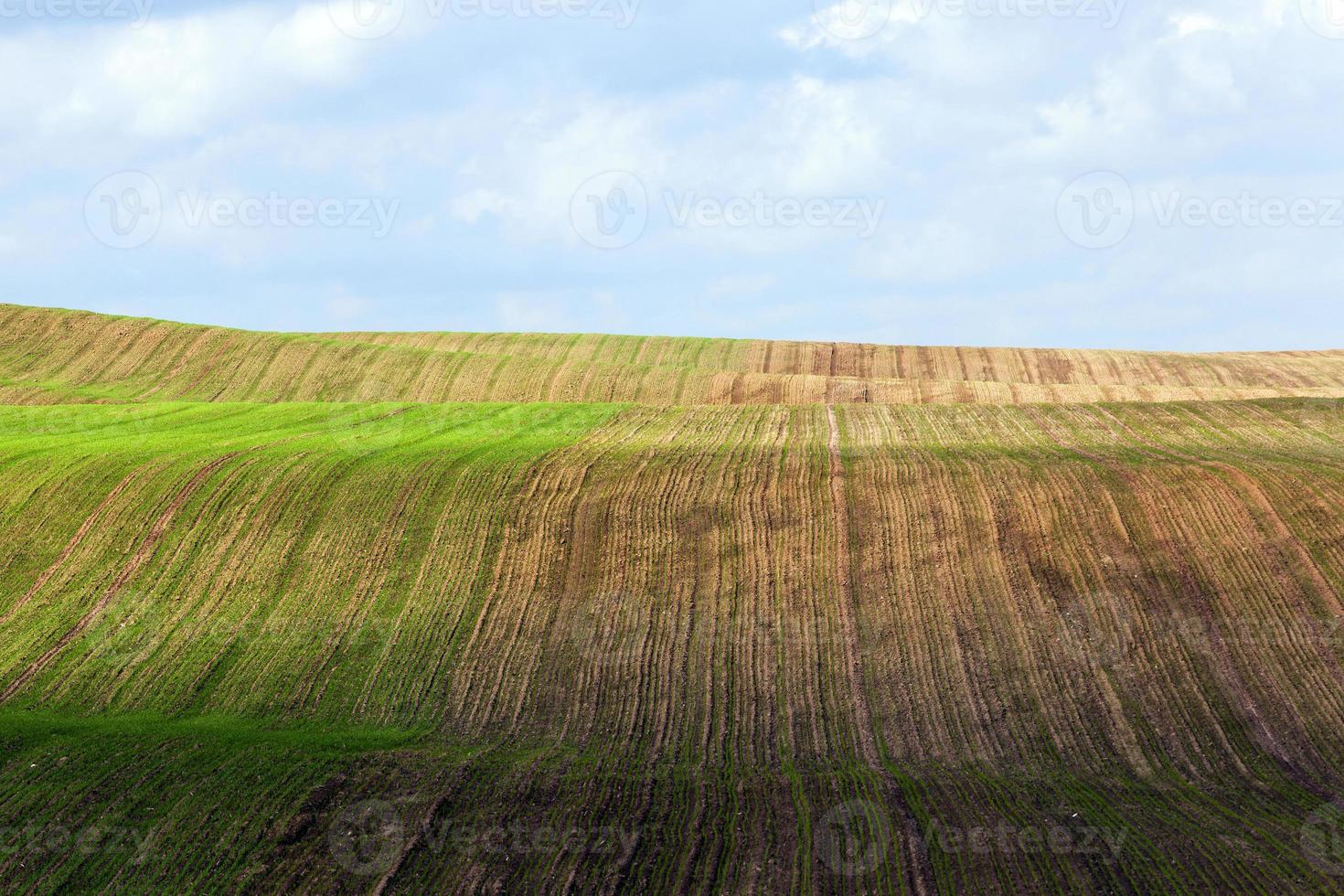 field with grass photo