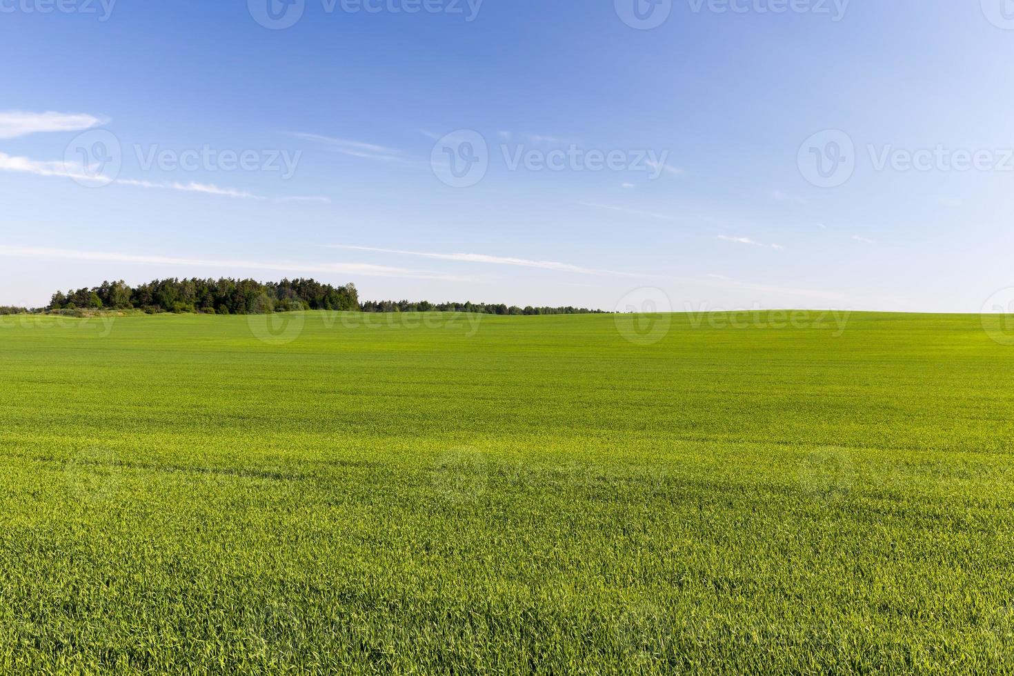 agriculture and agriculture for the cultivation of cereals photo