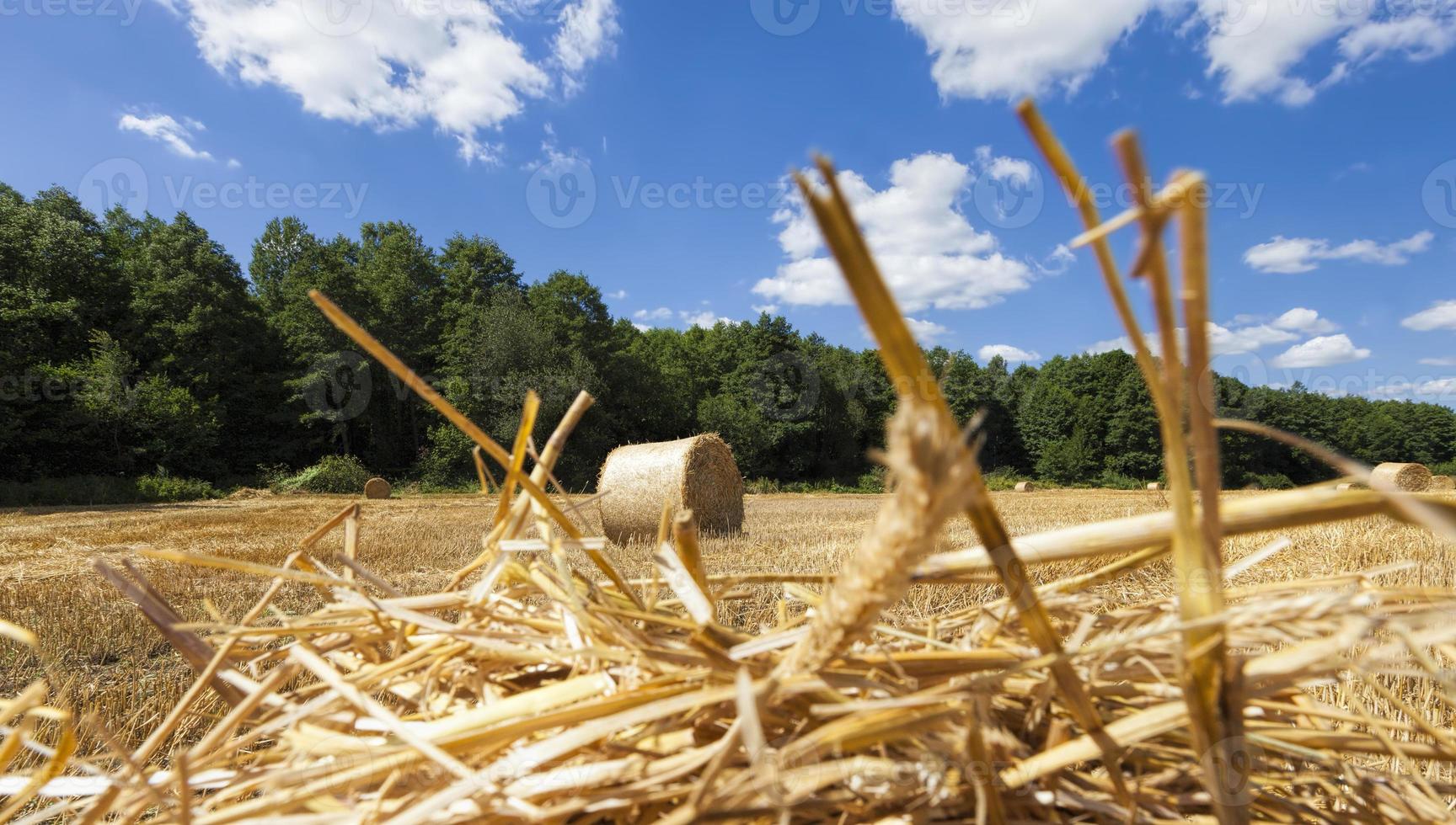 straw after the wheat harvest photo