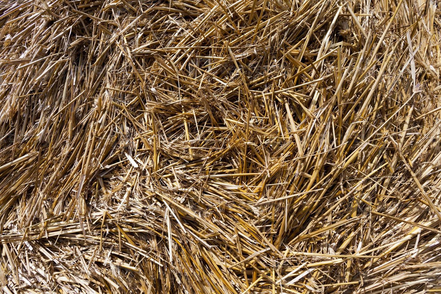 haystacks of rye straw photo