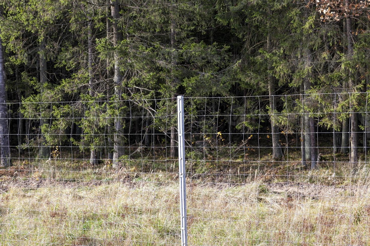 metal fences near the forest, which protect animals from the carriageway photo