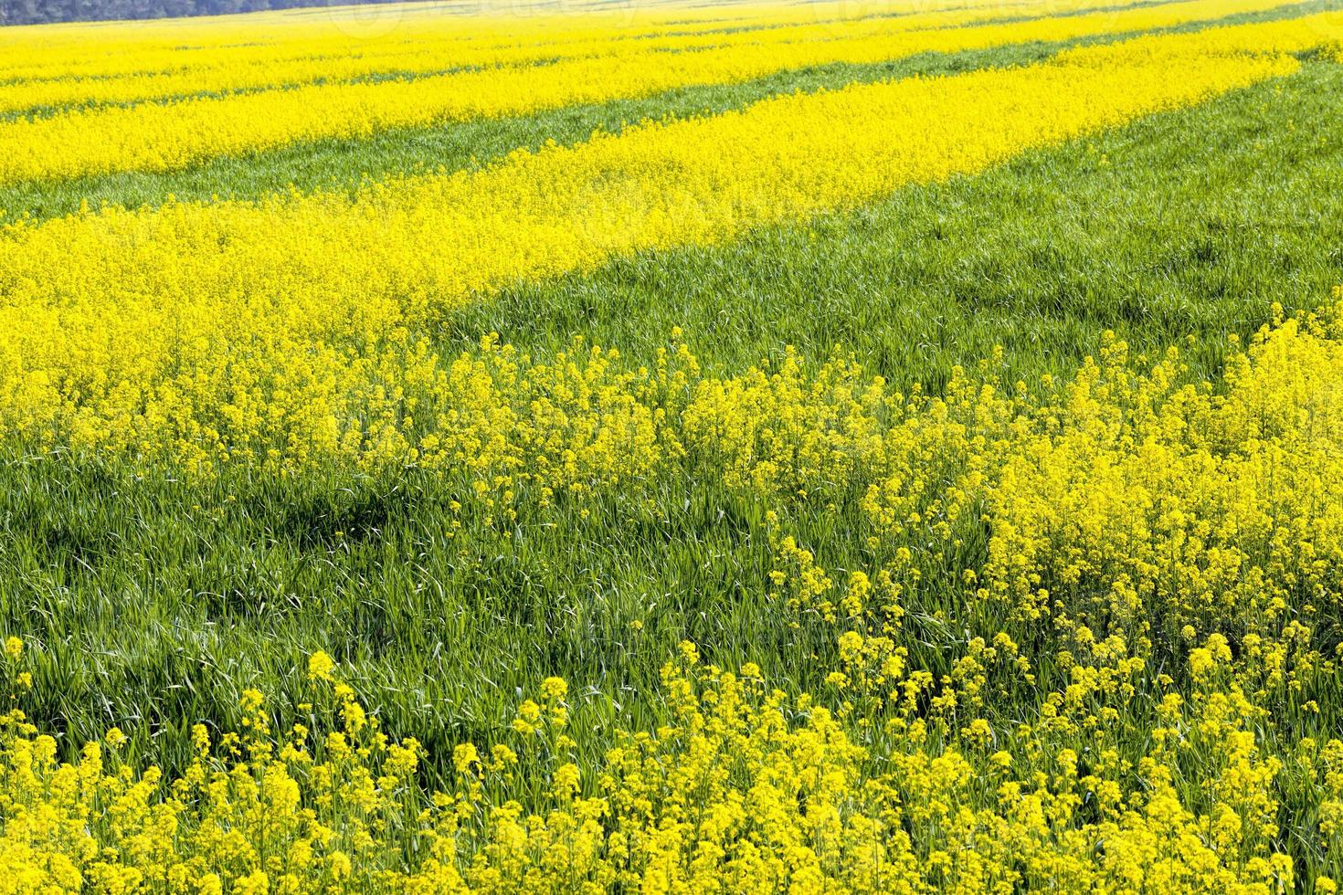 yellow blooming rapeseed in an agricultural field photo